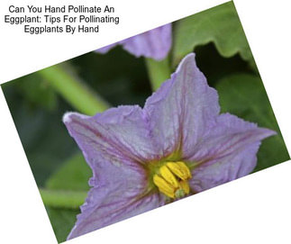 Can You Hand Pollinate An Eggplant: Tips For Pollinating Eggplants By Hand