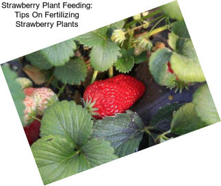 Strawberry Plant Feeding: Tips On Fertilizing Strawberry Plants