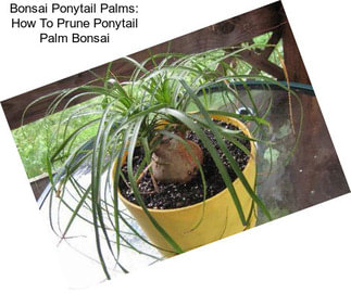 Bonsai Ponytail Palms: How To Prune Ponytail Palm Bonsai