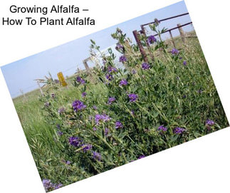 Growing Alfalfa – How To Plant Alfalfa