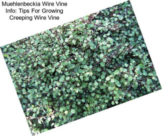 Muehlenbeckia Wire Vine Info: Tips For Growing Creeping Wire Vine