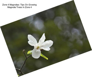 Zone 4 Magnolias: Tips On Growing Magnolia Trees In Zone 4