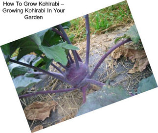 How To Grow Kohlrabi – Growing Kohlrabi In Your Garden