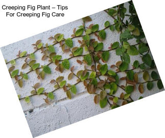 Creeping Fig Plant – Tips For Creeping Fig Care