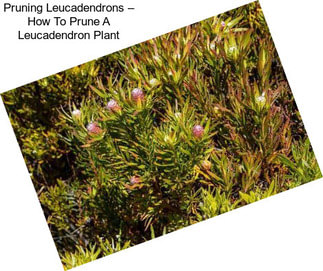 Pruning Leucadendrons – How To Prune A Leucadendron Plant