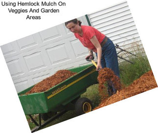 Using Hemlock Mulch On Veggies And Garden Areas