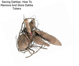 Saving Dahlias: How To Remove And Store Dahlia Tubers