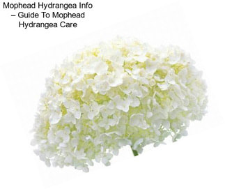 Mophead Hydrangea Info – Guide To Mophead Hydrangea Care