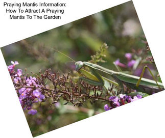 Praying Mantis Information: How To Attract A Praying Mantis To The Garden