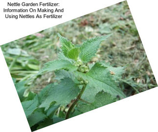 Nettle Garden Fertilizer: Information On Making And Using Nettles As Fertilizer