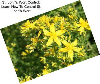 St. John\'s Wort Control: Learn How To Control St. John\'s Wort