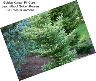 Golden Korean Fir Care – Learn About Golden Korean Fir Trees In Gardens