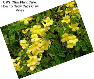 Cat\'s Claw Plant Care: How To Grow Cat\'s Claw Vines