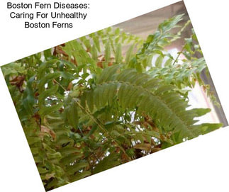 Boston Fern Diseases: Caring For Unhealthy Boston Ferns