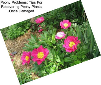 Peony Problems: Tips For Recovering Peony Plants Once Damaged