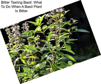 Bitter Tasting Basil: What To Do When A Basil Plant Is Bitter