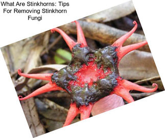 What Are Stinkhorns: Tips For Removing Stinkhorn Fungi