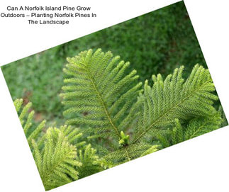 Can A Norfolk Island Pine Grow Outdoors – Planting Norfolk Pines In The Landscape