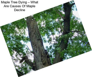 Maple Tree Dying – What Are Causes Of Maple Decline