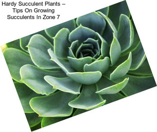 Hardy Succulent Plants – Tips On Growing Succulents In Zone 7