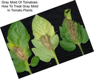 Gray Mold Of Tomatoes: How To Treat Gray Mold In Tomato Plants