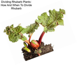 Dividing Rhubarb Plants: How And When To Divide Rhubarb