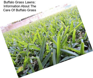 Buffalo Grass Lawns: Information About The Care Of Buffalo Grass