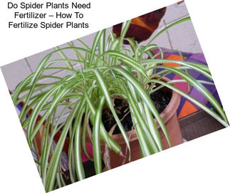 Do Spider Plants Need Fertilizer – How To Fertilize Spider Plants