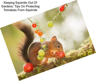 Keeping Squirrels Out Of Gardens: Tips On Protecting Tomatoes From Squirrels