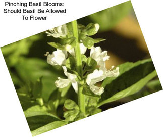 Pinching Basil Blooms: Should Basil Be Allowed To Flower