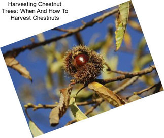 Harvesting Chestnut Trees: When And How To Harvest Chestnuts