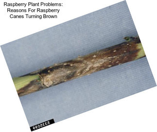 Raspberry Plant Problems: Reasons For Raspberry Canes Turning Brown