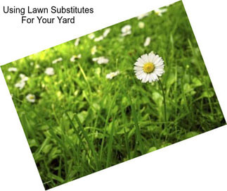 Using Lawn Substitutes For Your Yard