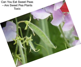 Can You Eat Sweet Peas – Are Sweet Pea Plants Toxic