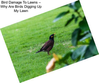 Bird Damage To Lawns – Why Are Birds Digging Up My Lawn