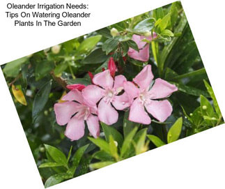 Oleander Irrigation Needs: Tips On Watering Oleander Plants In The Garden