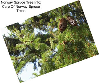 Norway Spruce Tree Info: Care Of Norway Spruce Trees