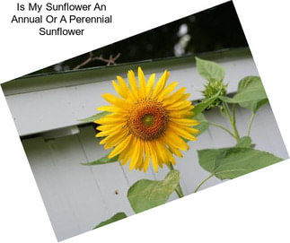 Is My Sunflower An Annual Or A Perennial Sunflower