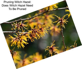 Pruning Witch Hazel: Does Witch Hazel Need To Be Pruned