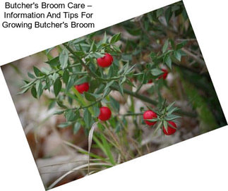 Butcher\'s Broom Care – Information And Tips For Growing Butcher\'s Broom