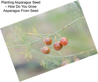 Planting Asparagus Seed – How Do You Grow Asparagus From Seed