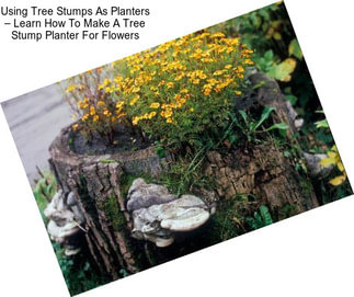 Using Tree Stumps As Planters – Learn How To Make A Tree Stump Planter For Flowers