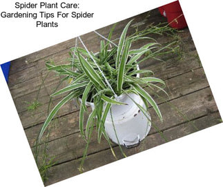 Spider Plant Care: Gardening Tips For Spider Plants