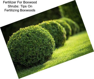 Fertilizer For Boxwood Shrubs: Tips On Fertilizing Boxwoods