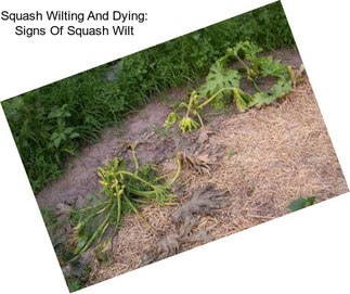 Squash Wilting And Dying: Signs Of Squash Wilt
