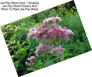 Joe-Pye Weed Care – Growing Joe-Pye Weed Flowers And When To Plant Joe-Pye Weed