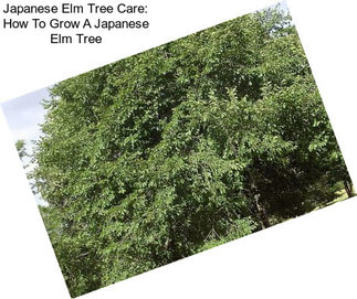 Japanese Elm Tree Care: How To Grow A Japanese Elm Tree