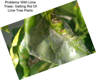 Problems With Lime Trees: Getting Rid Of Lime Tree Pests