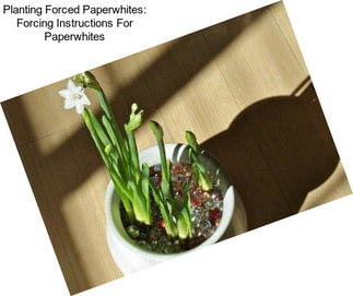 Planting Forced Paperwhites: Forcing Instructions For Paperwhites