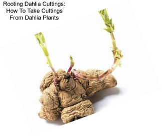Rooting Dahlia Cuttings: How To Take Cuttings From Dahlia Plants